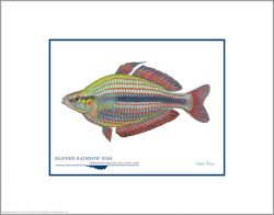 Flick Ford - Banded Rainbow Fish