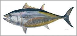 Flick Ford - Bluefin Tuna