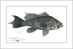 Flick Ford - Black Sea Bass