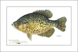 Flick Ford - Black Crappie