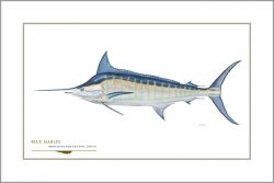 Flick Ford - Blue Marlin