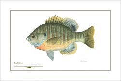 Flick Ford - Bluegill