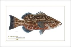 Flick Ford - Black Grouper