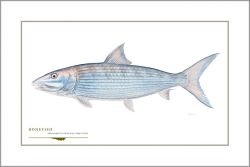 Flick Ford - Bonefish