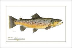 Flick Ford - Brown Trout