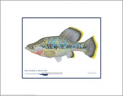 Flick Ford - Butterfly Splitfin