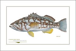 Flick Ford - Calico Kelp Bass