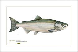 Flick Ford - Chinook Salmon