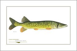 Flick Ford - Chain Pickerel