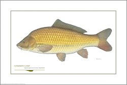 Flick Ford - Common Carp