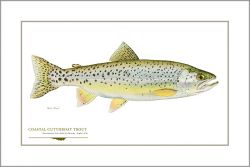 Flick Ford - Coastal Cutthroat Trout