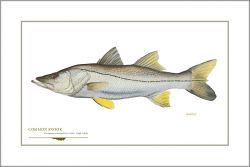 Flick Ford - Common Snook