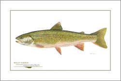 Flick Ford - Dolly Varden Trout
