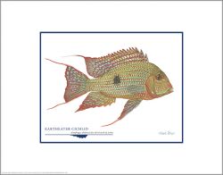 Flick Ford - Eartheater Cichlid