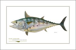 Flick Ford - False Albacore