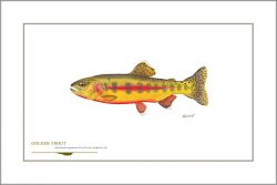 Flick Ford - Golden Trout
