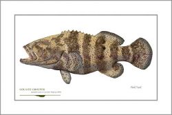 Flick Ford - Goliath Grouper