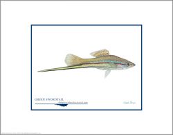 Flick Ford - Green Swordtail