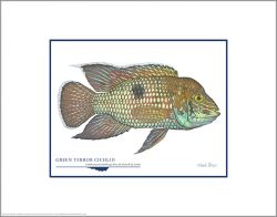 Flick Ford - Green Terror Cichlid