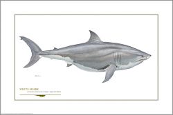 Flick Ford - Great White