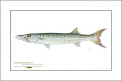 Flick Ford - Great Barracuda