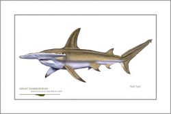 Flick Ford - Great Hammerhead