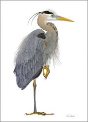 Flick Ford - Great Blue Heron