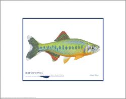 Flick Ford - Jerdon's Baril