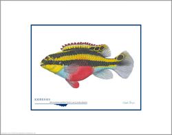 Flick Ford - Kribensis