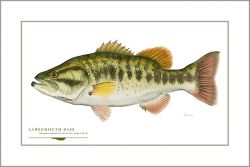 Flick Ford - Largemouth Bass