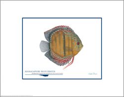 Flick Ford - Manacapuru Blue Discus