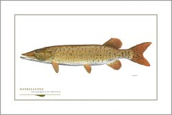 Flick Ford - Muskellunge