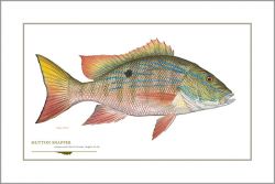 Flick Ford - Mutton Snapper