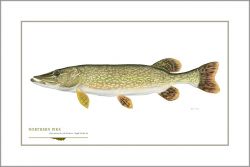 Flick Ford - Northern Pike