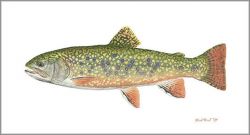 Flick Ford - Pennsylvania Brook Trout