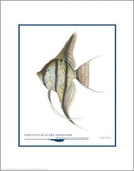 Flick Ford - Peruvian Scalare Angelfish