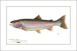 Flick Ford - Rainbow Trout