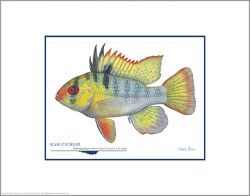 Flick Ford - Ram Cichlid
