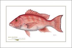 Flick Ford - Red Snapper