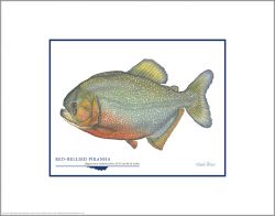 Flick Ford - Red-Bellied Piranha