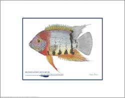 Flick Ford - Redheaded Severum