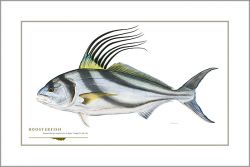 Flick Ford - Roosterfish