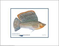 Flick Ford - Sailfin Molly