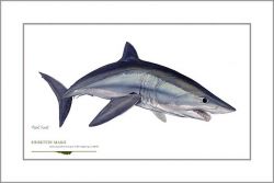 Flick Ford - Shortfin Mako