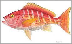 Flick Ford - Silk Snapper