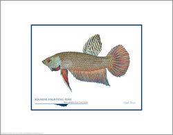 Flick Ford - Siamese Fighting Fish