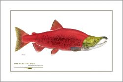 Flick Ford - Sockeye Salmon