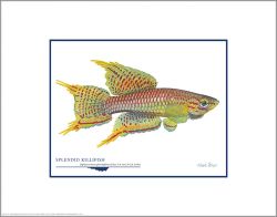 Flick Ford - Splendid Killifish