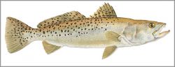 Flick Ford - Spotted Seatrout