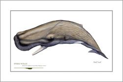 Flick Ford - Sperm Whale